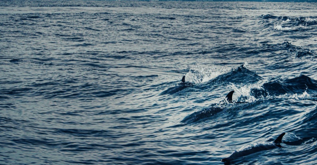 Several dorsal fins of wild dolphins breaking the surface of the open Atlantic